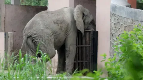 The Solitary Existence and Passing of India’s Capital’s Sole Elephant from Africa